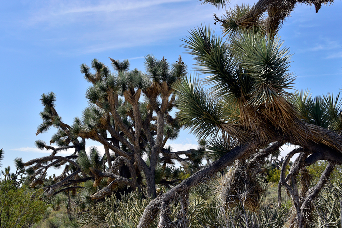 Joshua Trees are large native shrubs but mostly large trees that may reach 30 feet or more. Note that branching often takes place high above the base. Yucca brevifolia 